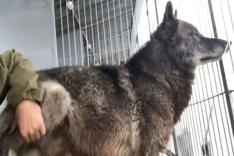Man Lives With The World’s Largest Wolf and Treats Him Like a Puppy ...